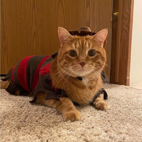 🐈🐈‍⬛ - Picture 3 of 16